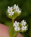 Beaked cornsalad